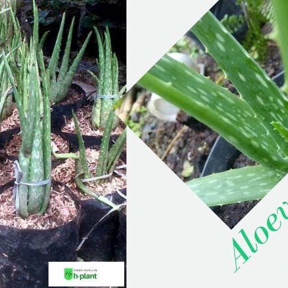 

Terlaris Bibit Lidah Buaya Aloe Vera