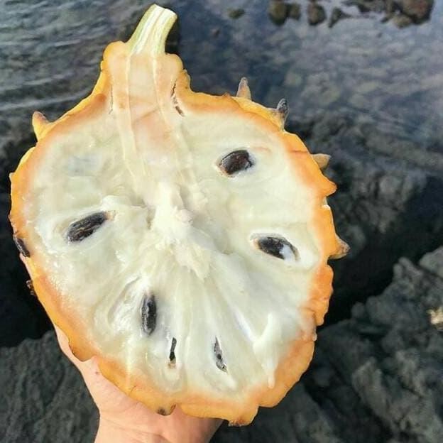 Bibit Biriba / Srikaya Nanas