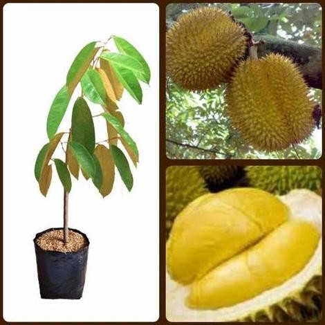 

Terlaris Bibit Pohon Durian Bawor Kaki Tunggal 50 Cm