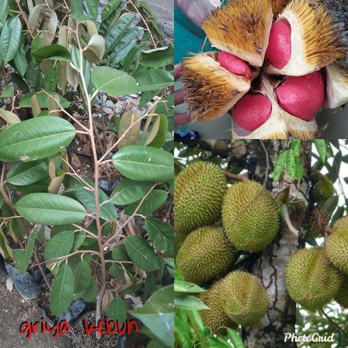 

Terlaris Bibit Tanaman Durian Merah Tinggi 1 Meter