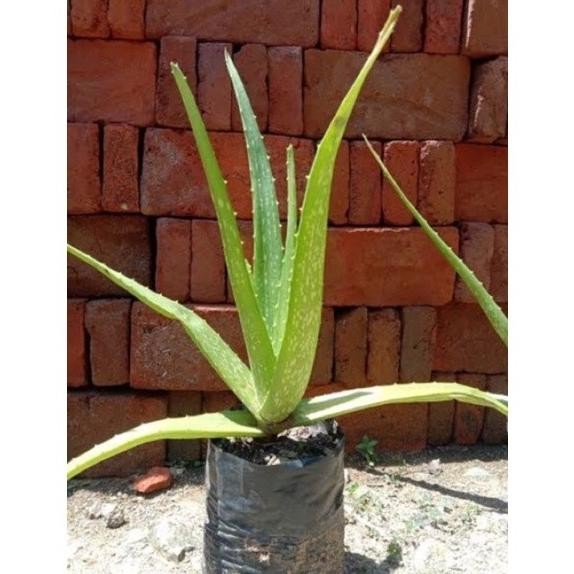 

Terlaris Bibit Tanaman Herbal Lidah Buaya Aloevera Baxqin 9403Yy