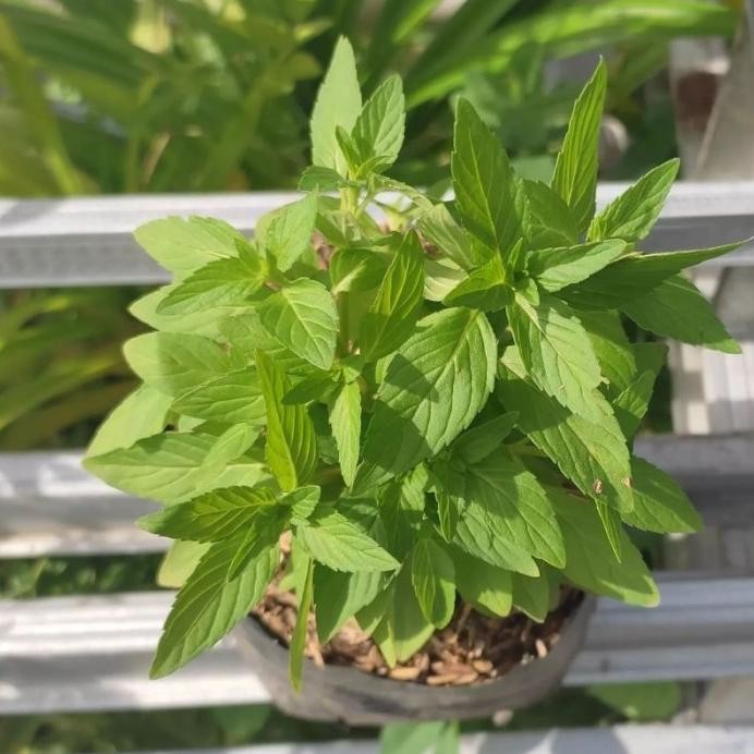 

Terlaris Tanaman Daun Menthol - Bibit Tanaman Mentol Mint Toga - Herbal Mint Permen