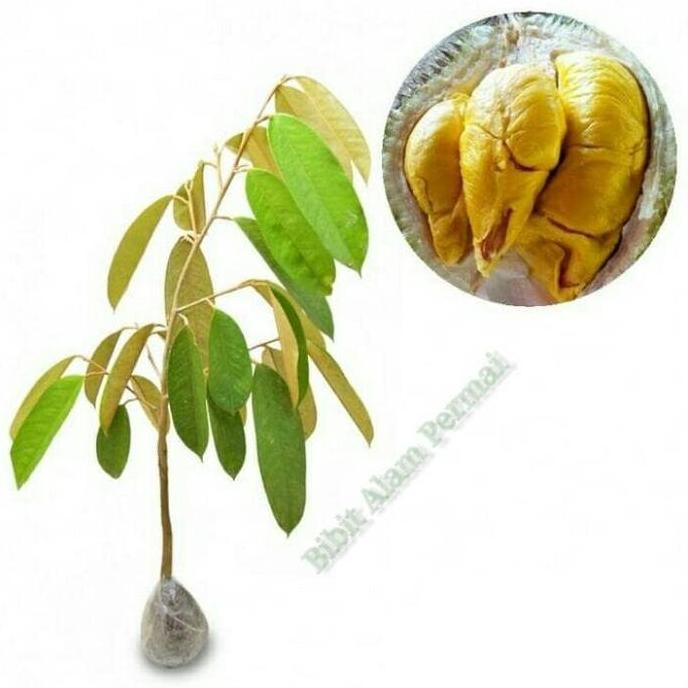 

Terlaris Bibit Tanaman Buah Durian Monthong