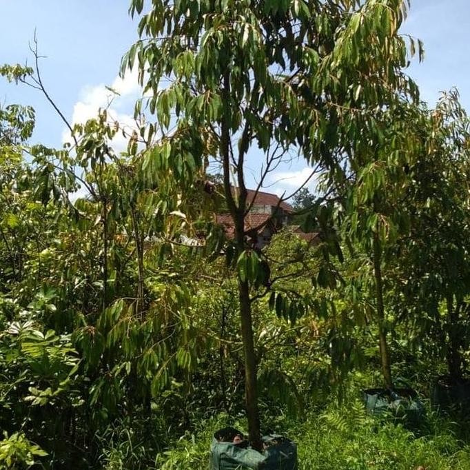 

Terlaris Dongkelan Bibit Durian Besar/Tua