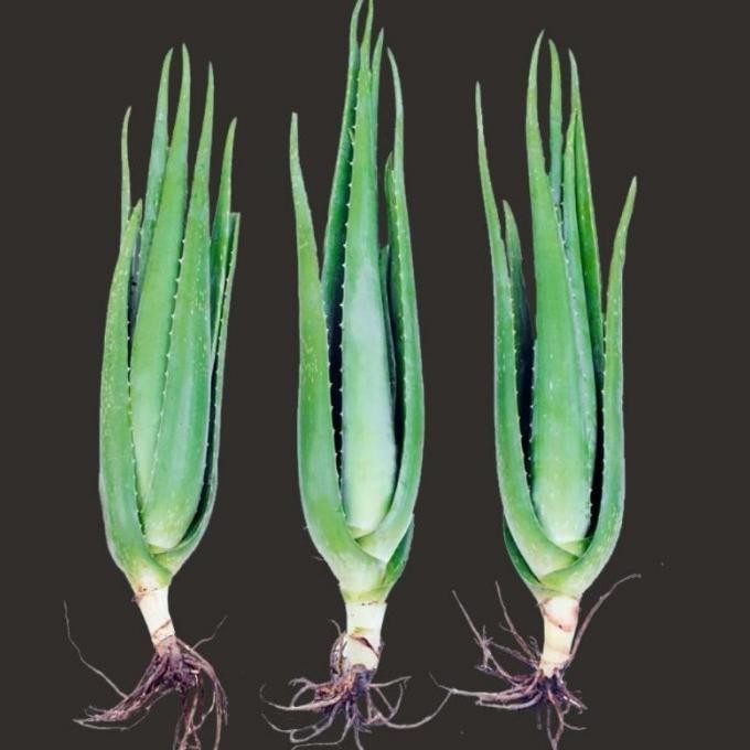 

Terlaris Terbaik Dan Terpercaya Bibit Lidah Buaya 5Cm - 55Cm Berkualitas