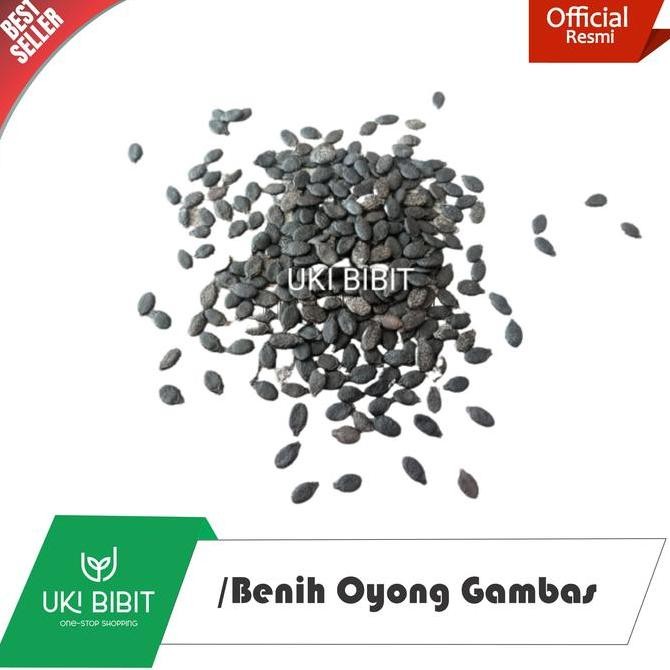 || BANANA / ( 100 Gram ) Benih Oyong Gambas Lokal ||~~~