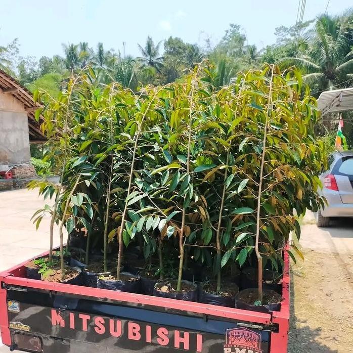 

Terlaris Bibit Durian Hasil Okulasi Jenis Bawor