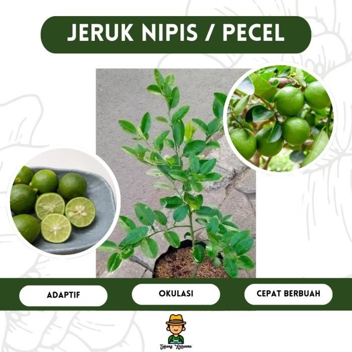

Terlaris Bibit Tanaman Buah Jeruk Nipis | Pecel, Segar, Asam, Multiguna