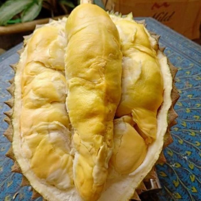 

Terlaris Bibit Durian Bawor Kaki 3, Panjang 70-100 Cm