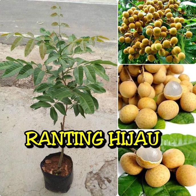 

Terlaris Bibit Tanaman Buah Kelengkeng Aroma Durian _Bibit Buah Super