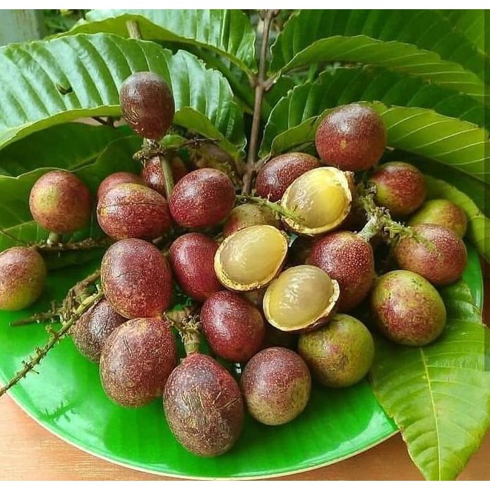 

Terlaris Bibit Pohon Matoa - Buah Mirip Kelengkeng Aroma Durian - Khas Papua