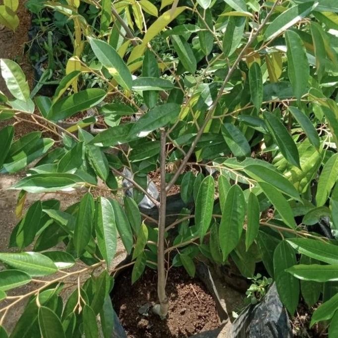 

Terlaris Bibit Pohon Durian Musang King / Bibit Tanaman Pohon Buah Durian Musang King