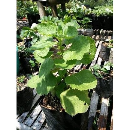

Terlaris Tm" Bibit Tanaman Daun Lemon Balm-Lemon Mint Herbal Mellisa