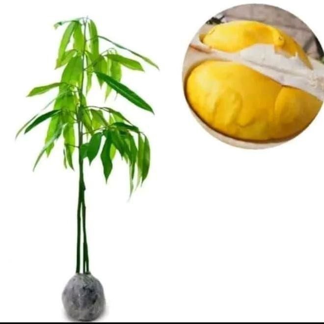 

Terlaris Bibit Durian Monthong Kaki Tiga