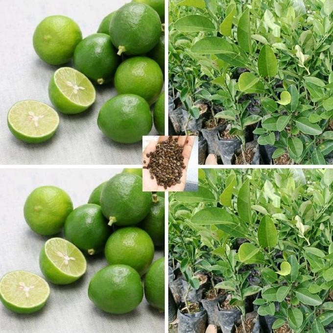

Terlaris Benih Bibit Jeruk Nipis Super Unggul