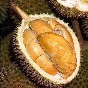 

Terlaris Bibit Buah Durian Matahari Okulasi