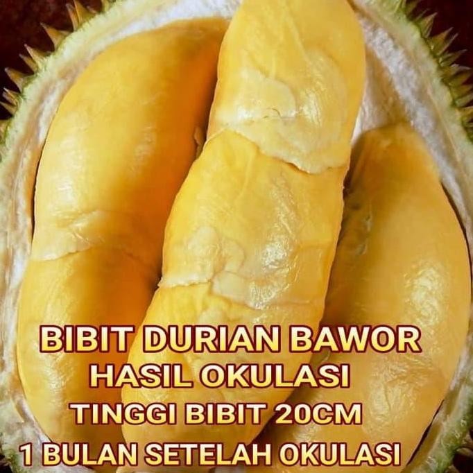 

Terlaris Bibit Tanaman Pohon Durian Bawor Bibit Duren Hasil Okulasi
