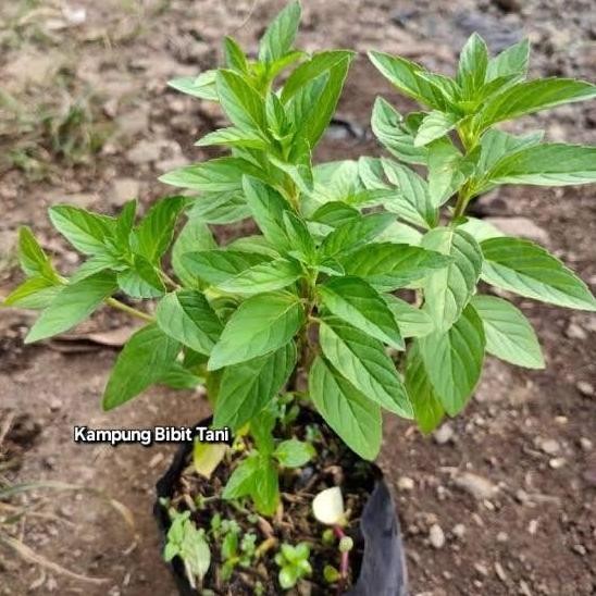 

Terlaris Bibit Tanaman Daun Peppermint | Bibit Peppermint Daun Mint Asli