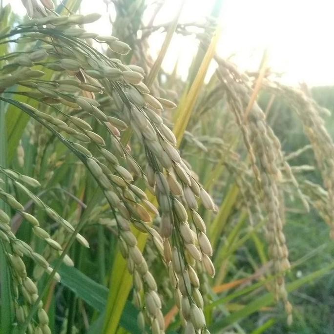 

|| BANANA / benih padi MENTIK WANGI beras aroma pandanwangi 5 kg ||~~~