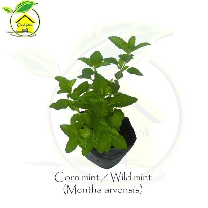 

Terlaris Bibit Tanaman Daun Mint Jenis Corn Mint Wcyqhw 8624Ko