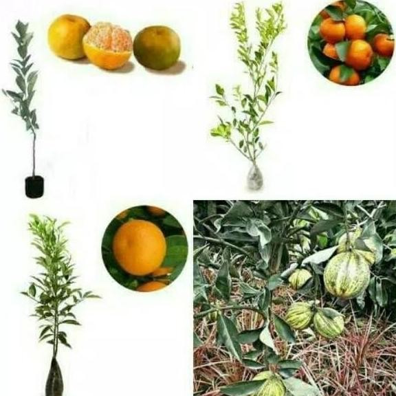 

Terlaris Paket 10 Bibit Jeruk Santang Mandarin Limo Nipis Primong Bali