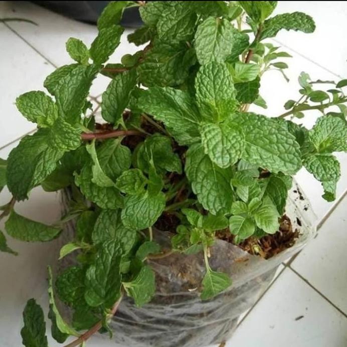 

Terlaris Bibit Tanaman Mint Daun Besar/Kecil Peppermint Daun