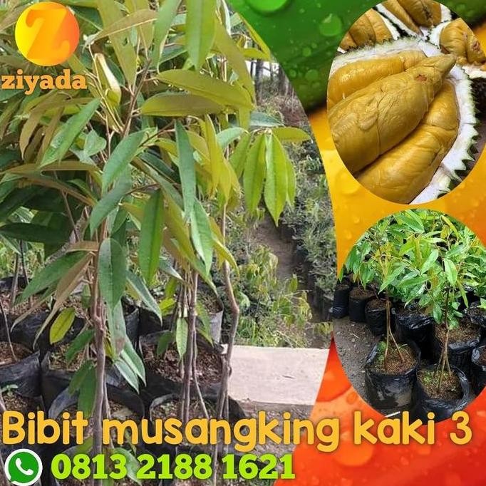 

Terlaris Paket 3 Bibit Durian Musangking Kaki 3