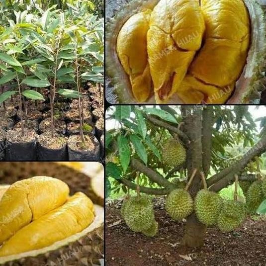 

Terlaris Bibit Durian Musang King