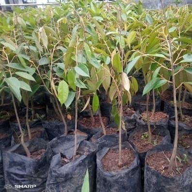 

Terlaris Bibit Durian Duri Hitam - Durian Oche