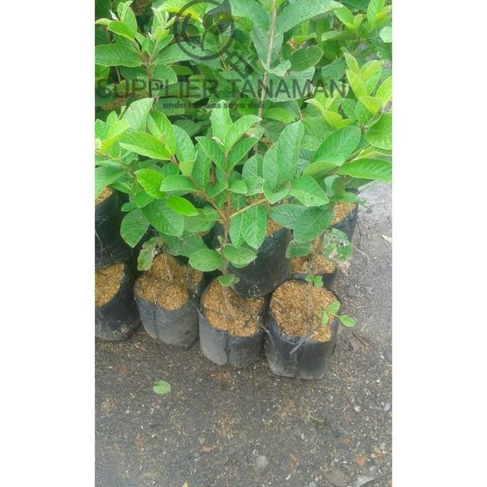 

Terlaris Tanaman Bibit Buah Jeruk Lemon Tea Bonus Daun Mint Eizhqs 9319Bx