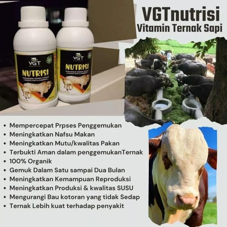 Terlaris Vitamin Nutrisi Sapi 250 ml - VGT Sapi dan Kambing - Domba - VGT Nutrisi - VGT Terbaru