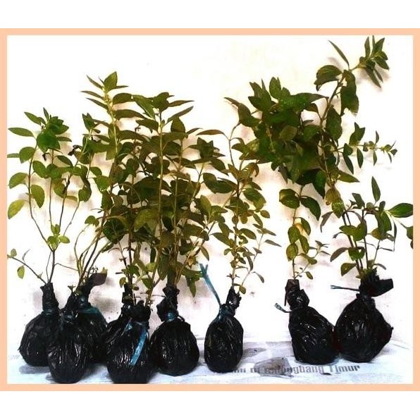 

Terlaris Bibit Tanaman Peppermint Daun Mint Menthol