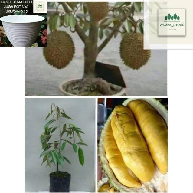 

Terlaris Bibit Pohon Buah Durian Montong Unggul Jenis Super Okulasi - Cangkokan
