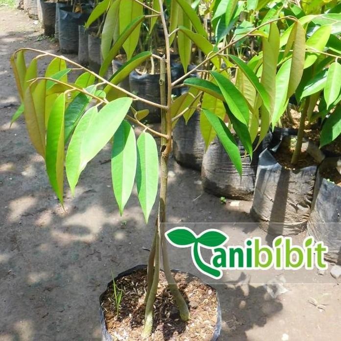 

Terlaris Bibit Durian Musangking Kaki 3 Tiga - Pohon Buah Duren Musang King