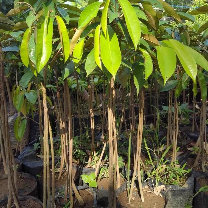 

Terlaris Bibit Durian Kaki 3 Montong. Tinggi 40_60Cm Hasil Okulasi