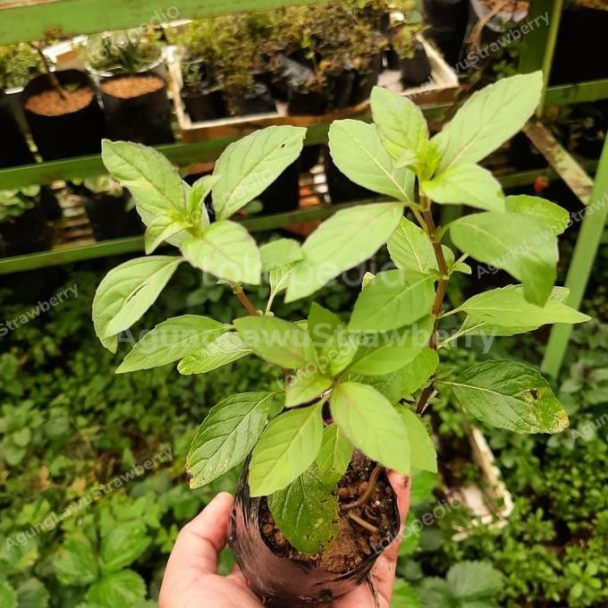 

Terlaris Bibit Mint, Daun Mint, Tanaman Mint, Sokka Japan