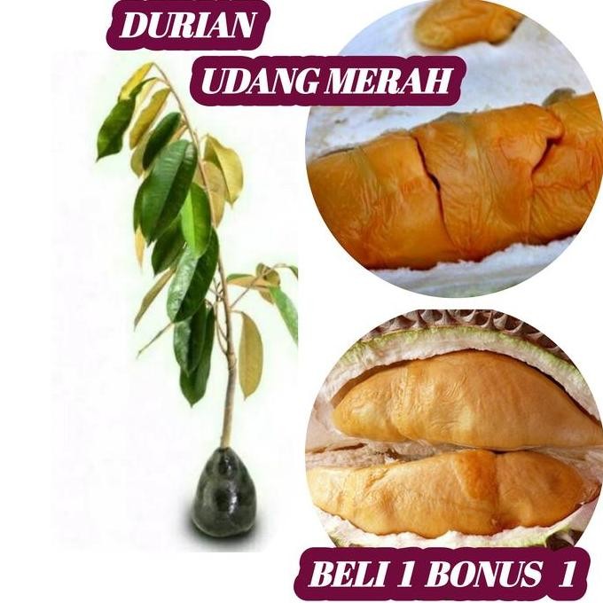 

Terlaris Bibit Durian Udang Merah Okulasi Cepat Berbuah Kwalitas Unggul