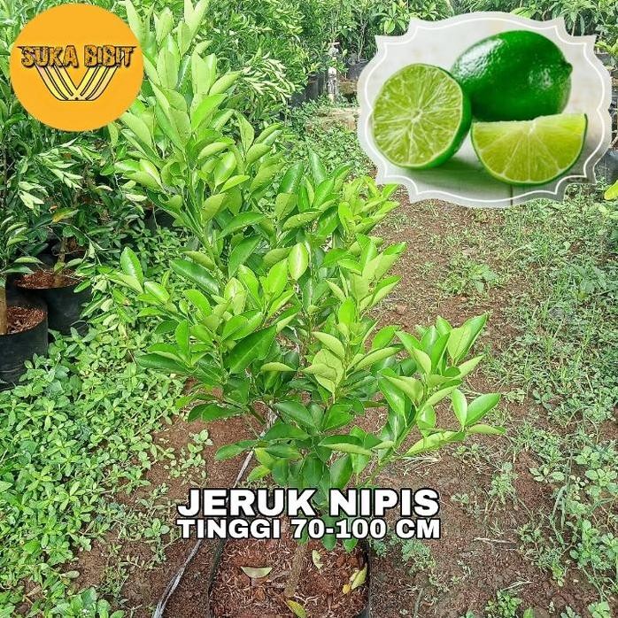 

Terlaris Bibit Pohon Jeruk Nipis - Tinggi 70-100 Cm