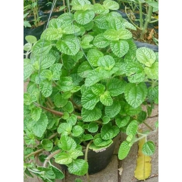

Terlaris Bibit Tanaman Daun Mint Bibit Mint Pohon Mint Peppermint Vbkqam 3995Nb