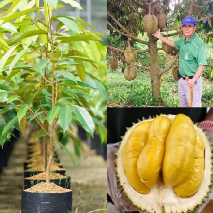 

Terlaris Bibit Tanaman Durian Petruk Hasil Okulasi