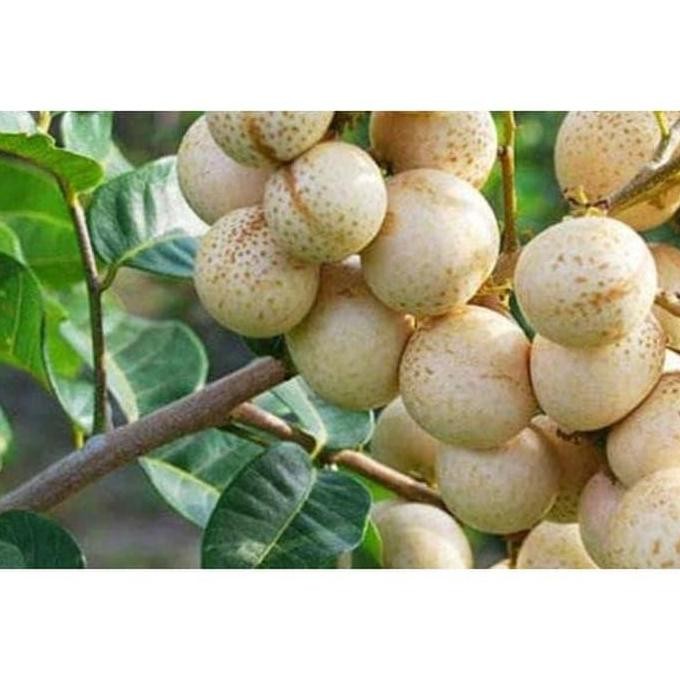

Terlaris Bibit Tanaman Bibit Kelengkeng Aroma Durian Stek Atau Okulasi Cepat