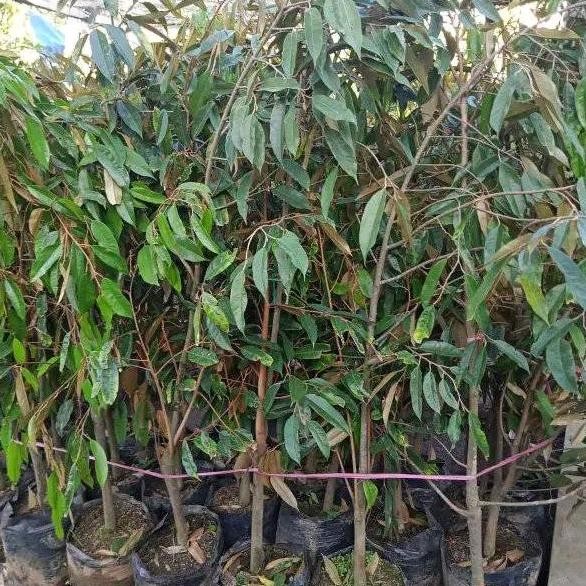 

Terlaris Bibit Durian Lay Tinggi 1 Meter Batang Besar