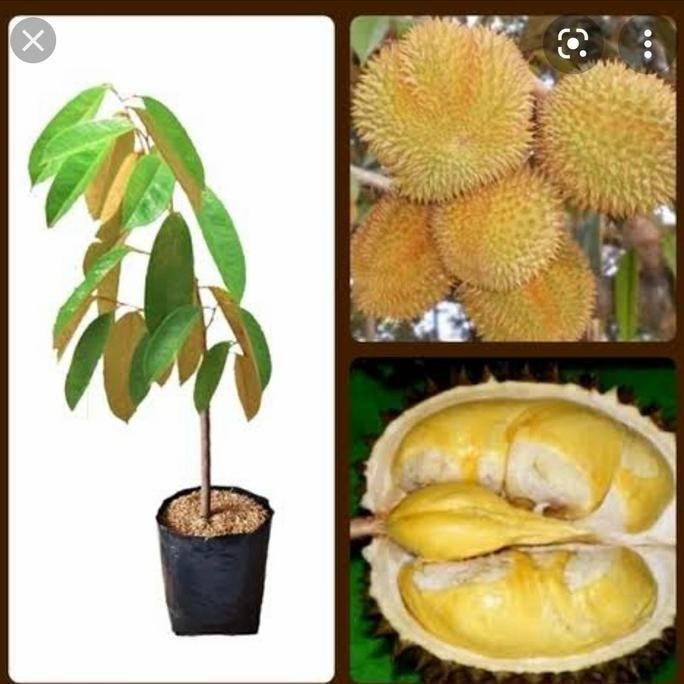 

Terlaris Bibit Durian Matahari