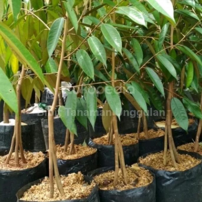 

Terlaris N3W Bibit Durian Musangking Kaki 3 Tiga - Pohon Buah Duren Musang King