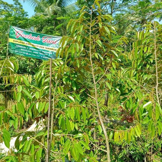 

Terlaris Bibit Durian Musangking Okulasi Tambulapot