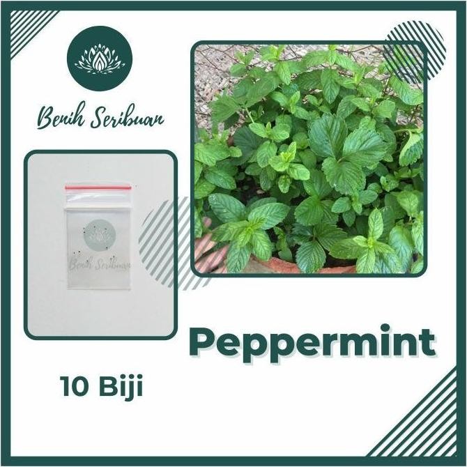

Terlaris 10 Biji Benih Bibit Daun Mint Biji Benih Bibit Herb Peppermint Leaf