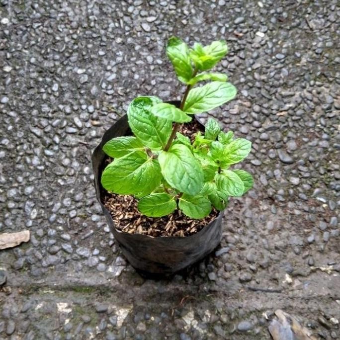 

Terlaris Bibit Tanaman Daun Mint Segar Murah