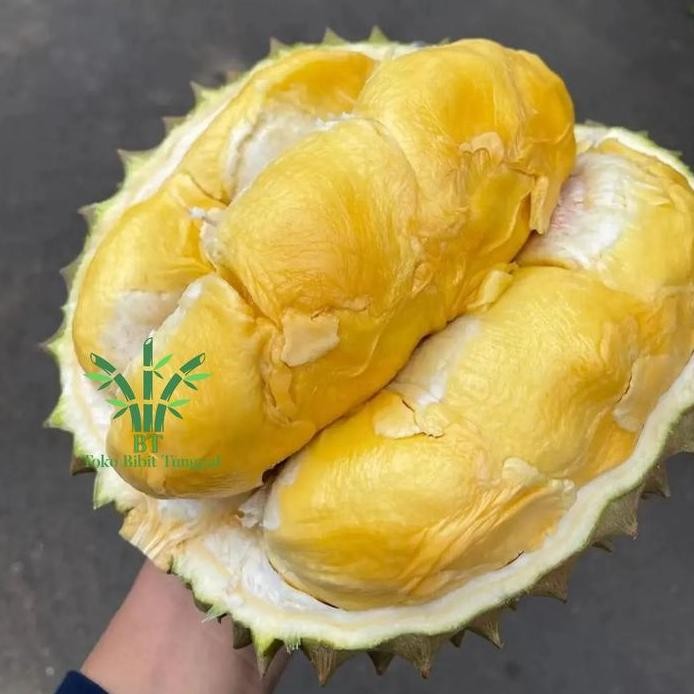 

Terlaris Bibit Tanaman Buah Durian Bawor Mas Kaki Tiga Pohon Duren Kaki Tiga
