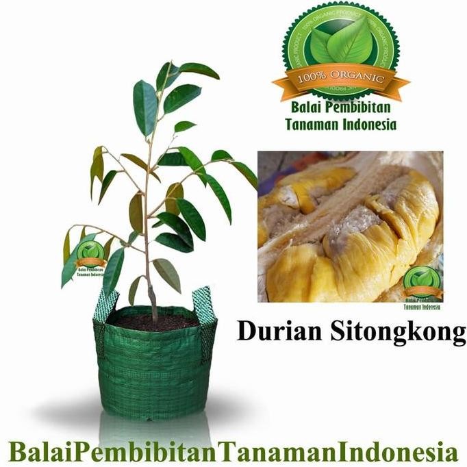 

Terlaris Bibit Durian Sitongkong / Bibit Buah / Tanaman