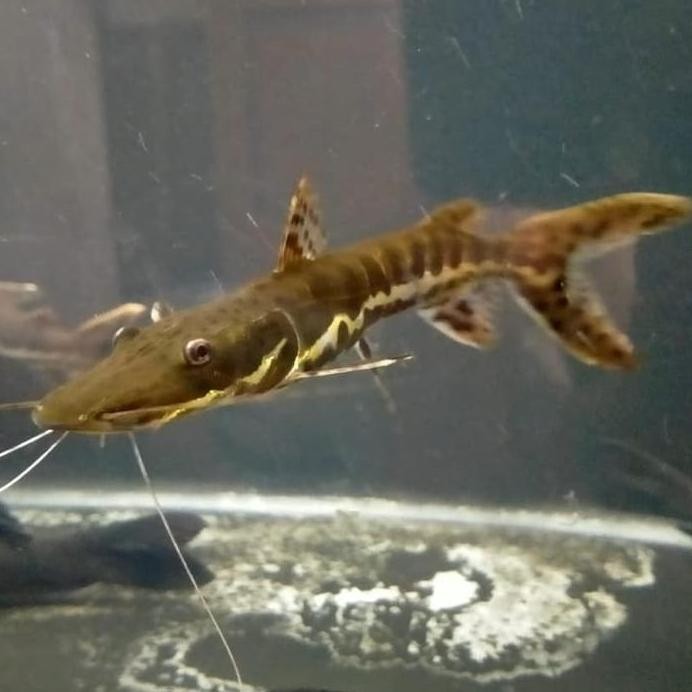 Terlaris Hiasan Aquarium Ikantiger Catfish Tsn Ikan Hias Ikan Predator